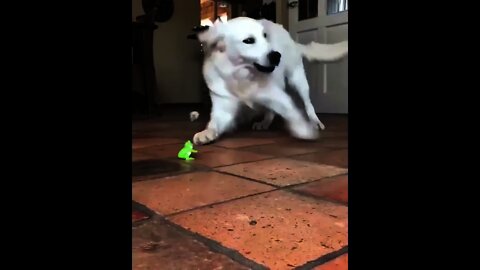 Dog 🐕 Barking on Synthetic Frog 🐸 toy 🤣 | #Shorts #Animals #Dog