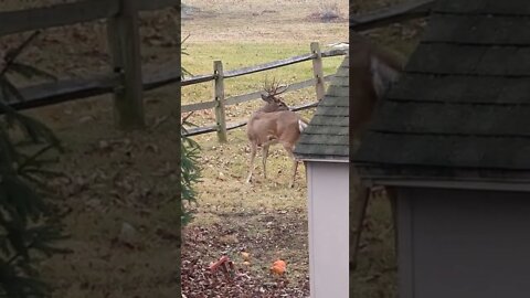 Big Buck In My Yard!