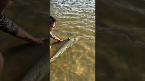 “How Can I Tag Alligator Gar?”