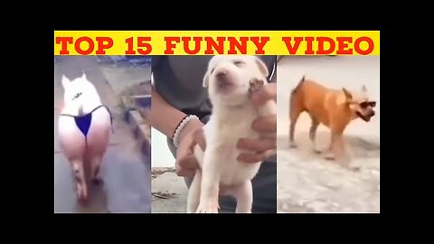 Funny Animals