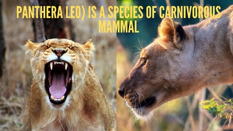 Panthera leo) is a species of carnivorous mammal