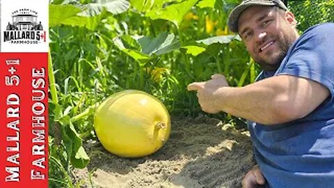 How to grow a giant pumpkin 🎃