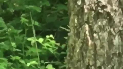 VIDEO: HUGE snake spotted on trail in Hancock County