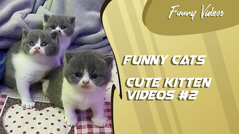 Funny Videos | Cute Kitten Videos #2 😻 Funny Cats