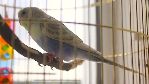 Budgerigar close up in the bird cage. Budgie. Funny budgerigar in a cage at the window. Green budgie