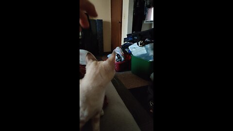 My highland lynx kitten playing catch