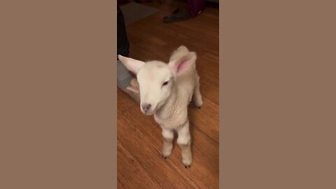 Lil Lamb Gets Head Massage | So Adorable🥰