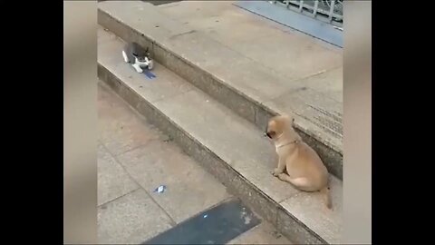 cat 😺 vs dog 🐶 cute fight 😂😂