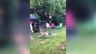 Golden Retriever Fails At Fetching