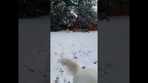 Cachorrinhos Brincando na Neve #shorts