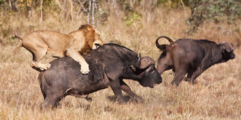 🔴 Male Lion attacks Buffalo!