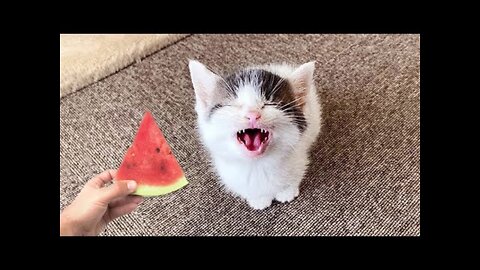 Best Funny Dogs And Cats Videos 🐶😹 - Funny Animals Compilation 2022😂