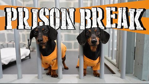 Ep 8: WIENER DOG PRISON BREAK - Funny Dogs Escaping Jail!