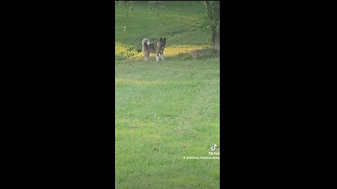 Deer chased by Akita Kinjo