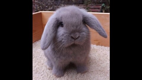 Cute bunny with eyeglasses - beautiful