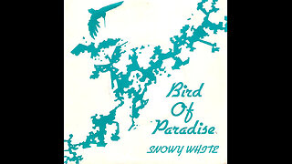 Snowy White --- Bird Of Paradise