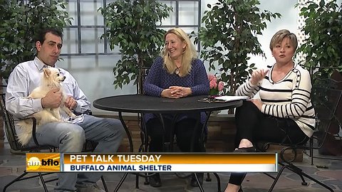 Pet Talk Tuesday – Vaccines