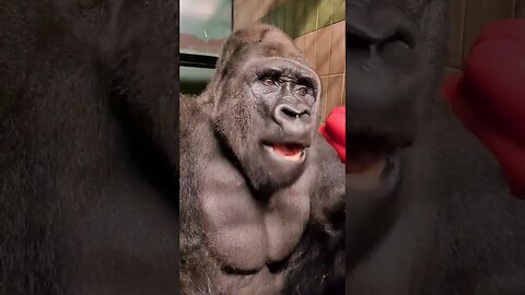 Silverback Gorilla tiktok gorillatiks