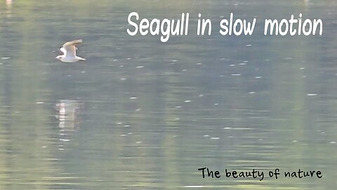 Seagull in slow motion / beautiful water bird flies over the water / beautiful music.