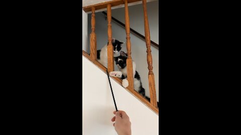 Milo and Loki playing on the stairs