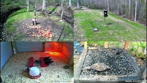 Live Critter cams