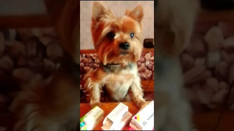 #shorts Смешные Собаки Из Тик Тока 80 Funny Dogs From Tiktok