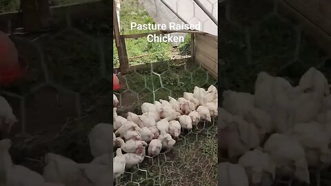 Pasture Raised Chicken #pastureraised #pastured #chicken #brooder #chickentractor #homestead #farm