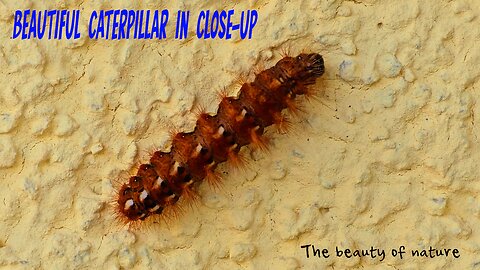 Caterpillar on house wall / beautiful caterpillar in close-up / beautiful animal.