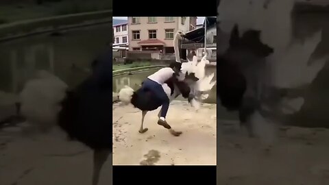 Guy tries to ride OSTRICH #zoobox #funny #nonsense #cowboys #fail