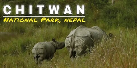 Jungle Safari Nepal |Chitwan, Nepal | Karan Giri