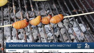 Scientists are experimenting with insect fat, saying it could be a better for you than butter