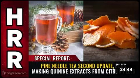 SPECIAL REPORT: PINE NEEDLE TEA UPDATE and QUININE EXTRACTS from CITRUS PEELS