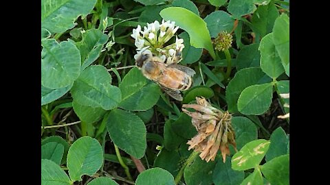 Lovely Honeybee Collecting Honey