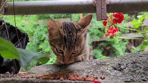 Gatito de Antigua Guatemala 🇬🇹 (kitten of Antigua 🇬🇹) round 2.