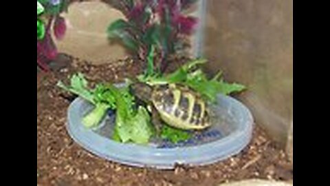 Tordy The Tortoise Live Cam