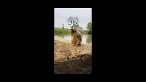 The_dog_takes_the_little_duck_to_swim#cutepet