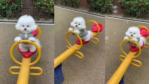 cute puppy go to school to play seesaw