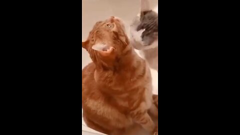 funny cat videos_funny cat videos 2021_funny cat videos compilation @short -_Full-HD