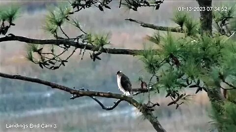 Cooper's Hawk Hunts By The Marsh 🌲 01/13/23 07:31