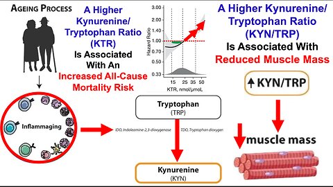 A Higher Kynurenine/Tryptophan Ratio Is Associated With Lower Muscle Mass