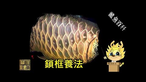 【龍爵士】龍魚百科-鎖框養法