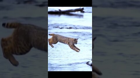 tiger jumping a river caught on camera