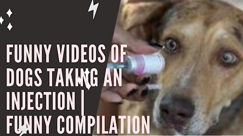 Funny videos of dogs taking an injection | Funny Compilation