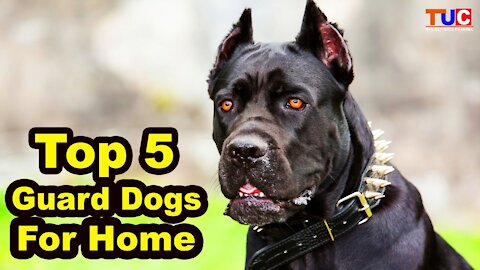 Top 5 Guard Dog Breeds For Home : Guard Dogs