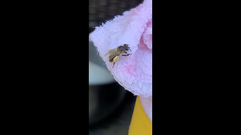 Honey bee with full pollen baskets (corbicula)