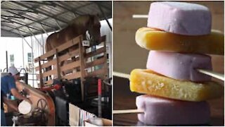 Bizzarro video mostra un cavallo che aiuta nella produzione di gelato