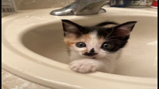 Hungry Kitten Can't Wait Anymore, Climbs Human To Reach Food