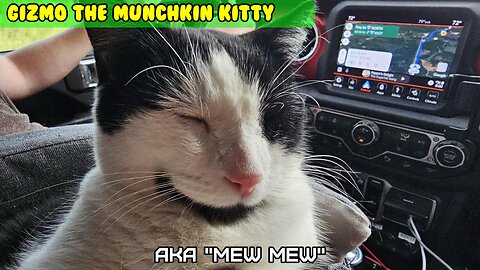 Gizmo the Munchkin cat, Highest requested guest star on MotoCheez. Short legged kitty "mew mew"