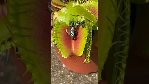 Venus fly trap eating flytrap dug eater plant