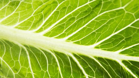 CDC Expands E. Coli Warning To All Romaine Lettuce